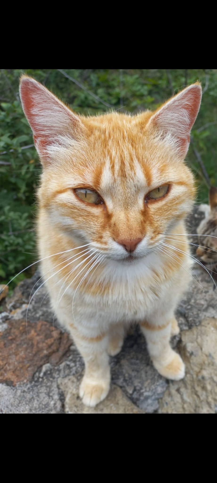 Rozdi